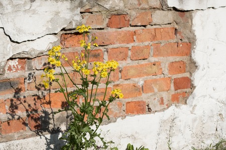 yellow flower on a background of a brick wallの写真素材