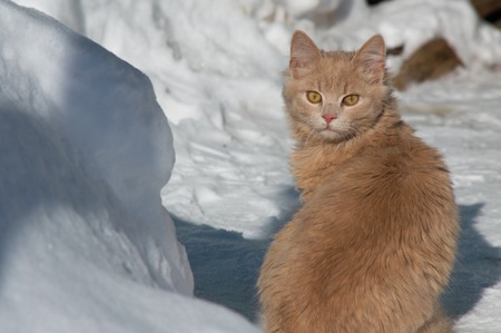 red cat with yellow eyes on snowの写真素材