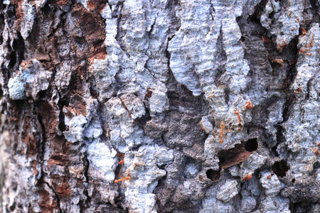 Cashew bark surface texture. natural background