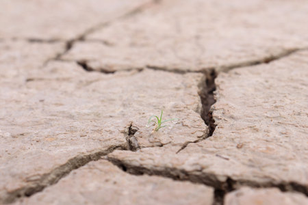 Concept or conceptual landscape with dry soil and young plants as a metaphor for global warming and climate change. Warning for the need to protectの写真素材