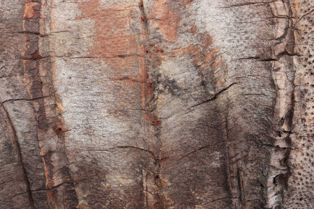 Texture of the trunk of coconut tree. Pattern of the brown stalk of coconut tree.