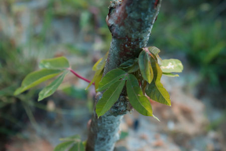 Close up young shoots of cassava (Manihot esculenta) leaves.