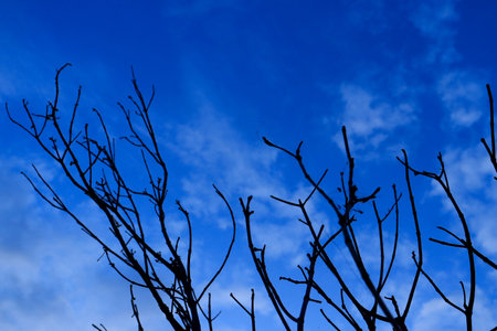 A branching tree against a blue sky with cloudsの写真素材