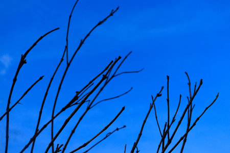 A branching tree against a blue sky with cloudsの写真素材