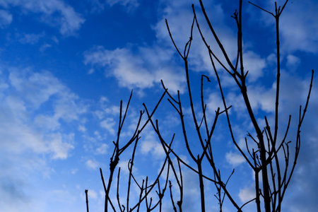 A branching tree against a blue sky with cloudsの写真素材