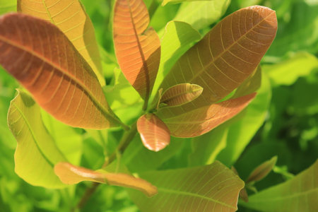 Young leaves of Anacardium occidentale or popularly known as pucuk gajus among the Malaysians. The...