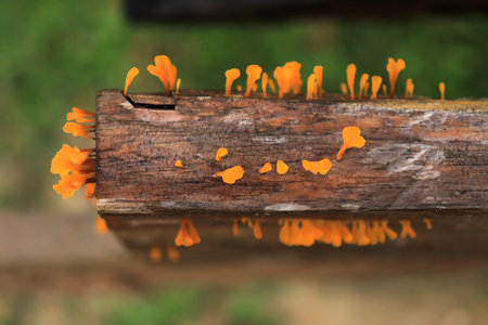 Mushrooms growing on a log in the rainforest of Thailandの写真素材