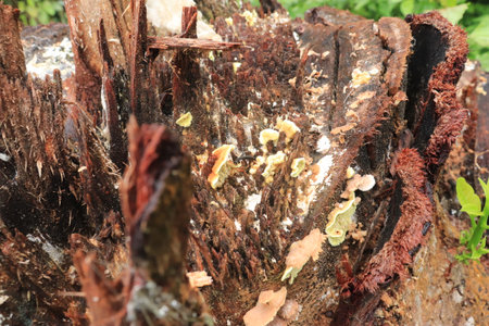 Mushrooms growing on the trunk of a dead tree in the forestの写真素材