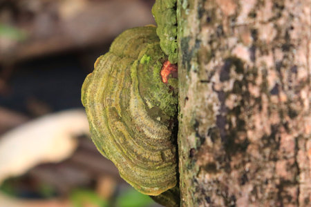 Ganoderma Lucidum - Ling Zhi Mushroom on tree