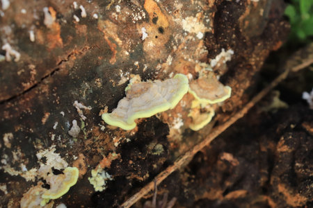 Mushrooms growing on a dead tree in the forest, closeup of photo