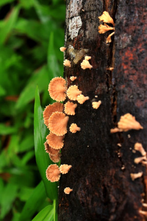 Mushrooms growing on a tree in the rain forest, Thailand.の写真素材