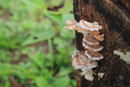 Mushrooms growing on a dead tree in the forest, Thailand.の写真素材
