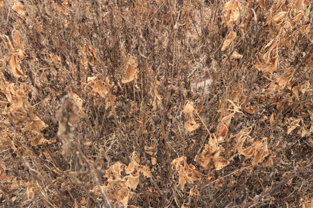 Dry grass in the field as a background. Close-up.の写真素材