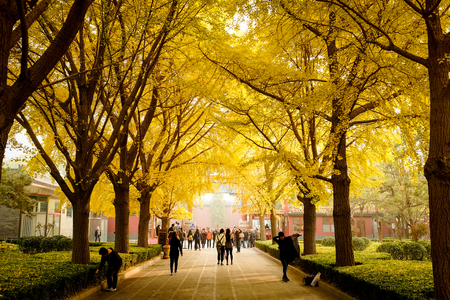 BEIJING, CHINA - NOVEMBER 10, 2016: Tourists enjoy the beautiful view of yellow Gingko leaves in front of Yonghe Temple.のeditorial素材