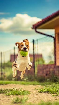 Beagle dog running and jumping in the garden with a toyの写真素材