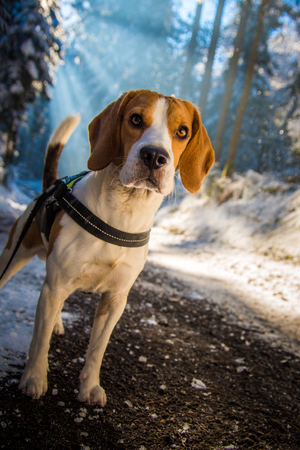 Beagle dog standing at forest pathの写真素材
