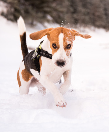 Beagle dog runs through snowの写真素材