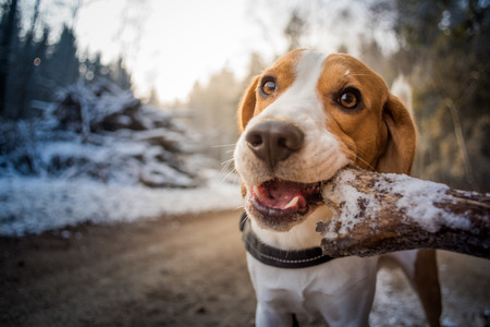 Beagle dog dog chewing stick in a forestの写真素材