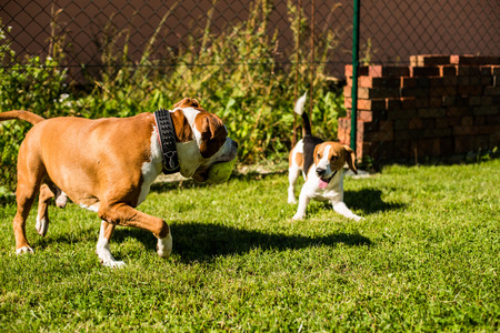 Pitbull Amstaff dog in the garden playing with Beagle dog and a  ballの写真素材