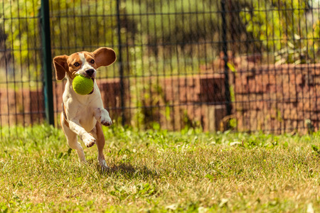 Beagle dog running with a ball outdoorの写真素材