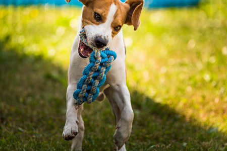 Beagle dog playing with a toyの写真素材