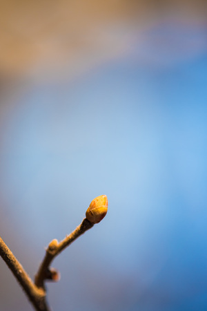 Leaf bud on a twig during spring in a cold sunny dayの写真素材