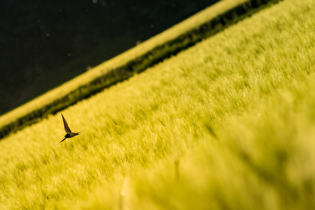 Bird flying over a field of wheat in Austriaの写真素材