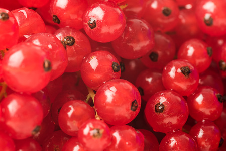 Red currants on a white backgroundの写真素材