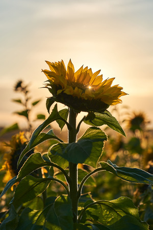 Sunflower at the fieldの写真素材