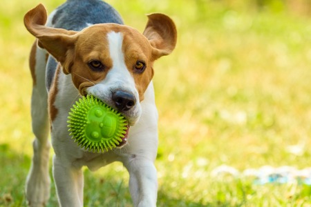 Dog run beagle jumping fun in the garden summer sun with a toy green ballの写真素材