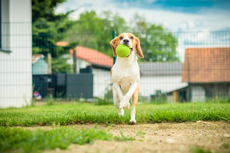 Dog run beagle jumping fun in the garden summer sun with a toy green ballの写真素材