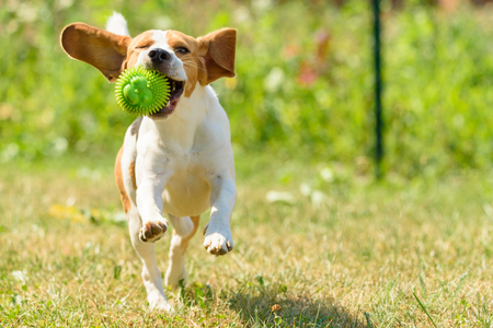 Dog run beagle jumping fun in the garden summer sun with a toy green ballの写真素材