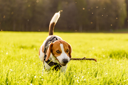 Beagle dog outdoor in a field in grass standing with a stickの写真素材