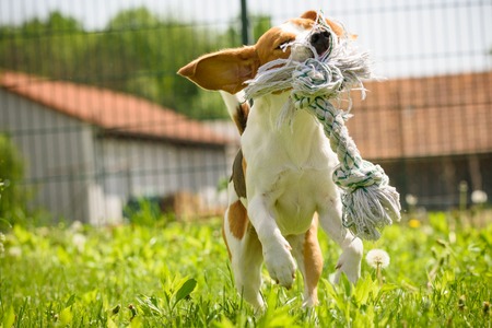 Young Beagle dog runs with a pet toy in a green garden during sunny summer day.の写真素材