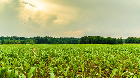 Rows of small young corn growing. View of corn field in summer day.の写真素材