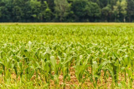 Rows of small young corn growing. View of corn field in summer day.の写真素材