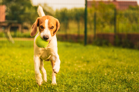 Dog playing with a ball in a garden. Playful retrieving ball back very happy and fit.の写真素材