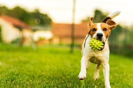 Beagle dog jumping and running with a toy in a outdoor towards the cameraの写真素材