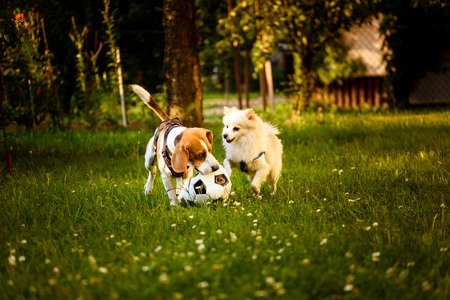Beagle and german spitz klein playing together with football ball and running in green park garden outdoors in summerの写真素材