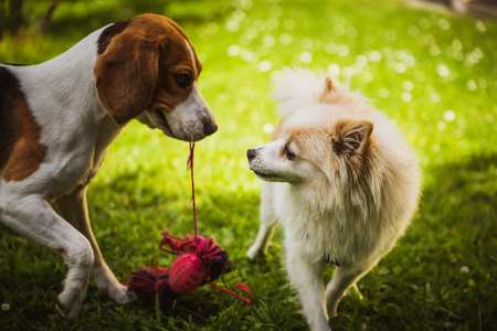 Beagle dog and spitz klein small running and playing together in garden. Summer sunny day outdoor.の写真素材