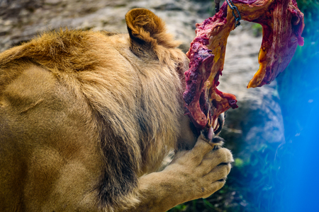 Lion eating chunk of meat in zooの写真素材