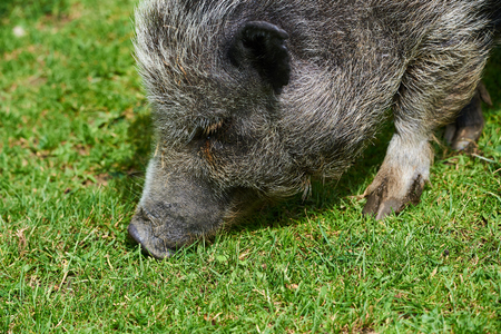 Wild Pig in zooの写真素材