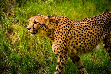 Cheetah walk on meadow in zooの写真素材