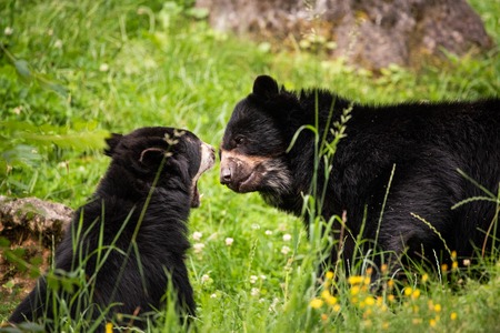 Black bears in zooの写真素材