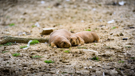 Prairie dog in zooの写真素材
