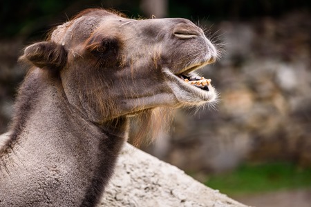 Camel in zooの写真素材