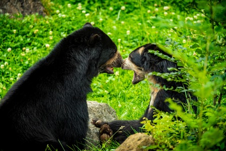 Black bears in zoo
