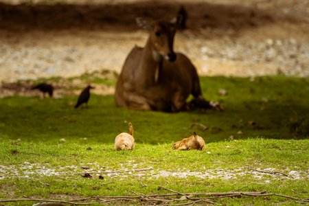 Pere David Deer in zooの写真素材
