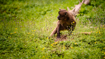 Stubenberg am See, Styria - Austria 07.08.2018: Monkey in zoo Austria Steiermark Herberstein Styria tourist destination Stubenberg am Seeの写真素材
