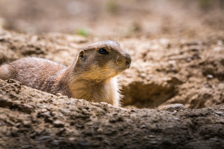 Stubenberg am See, Styria - Austria 07.08.2018: Prairie dog in zoo Austria Steiermark Herberstein...